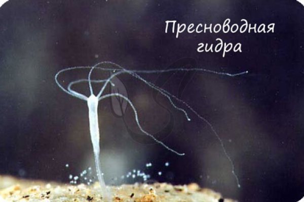Как пополнять кракен тор